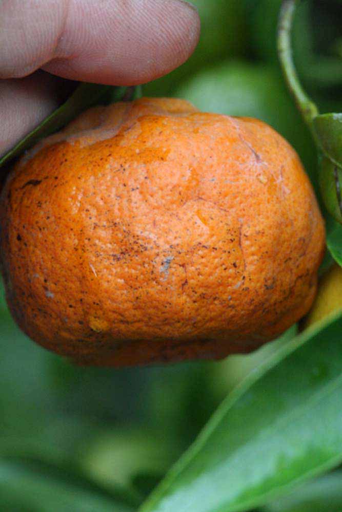              Fruit (Riverside, CA)       